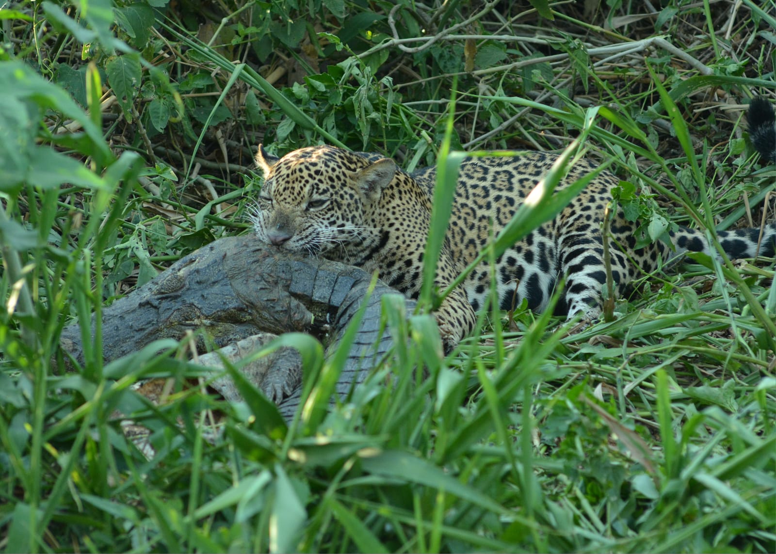 Wildlife seen from a boat in Poconé, in the Pantanal region of Mato Grosso.
