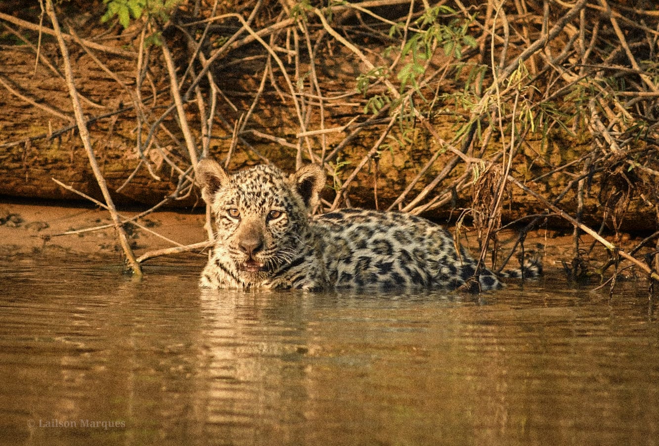 Jaguar watching in the Pantanal