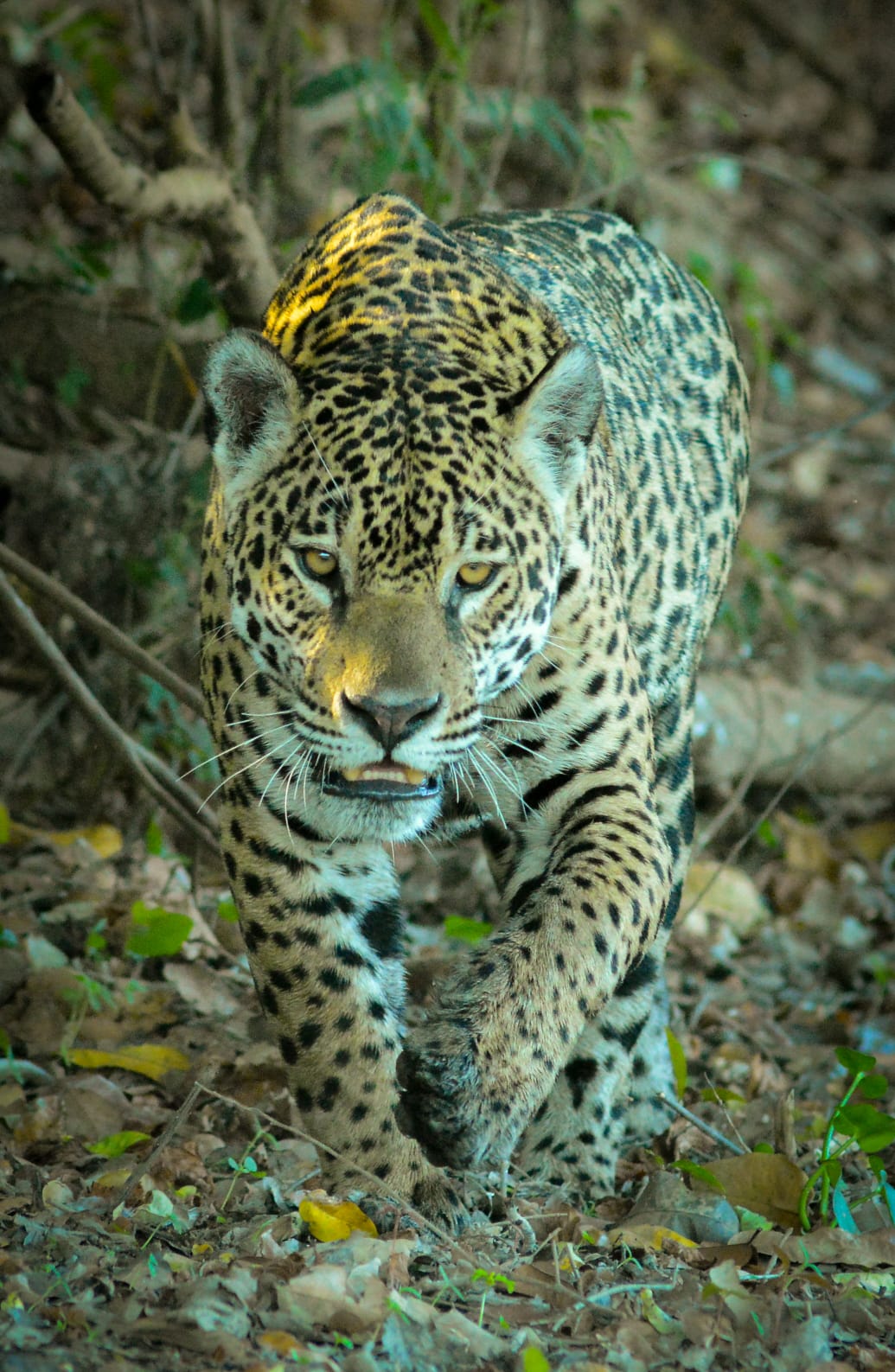 Wildlife and landscape seen from the boat in Porto Jofre, in the Pantanal region of Mato Grosso.