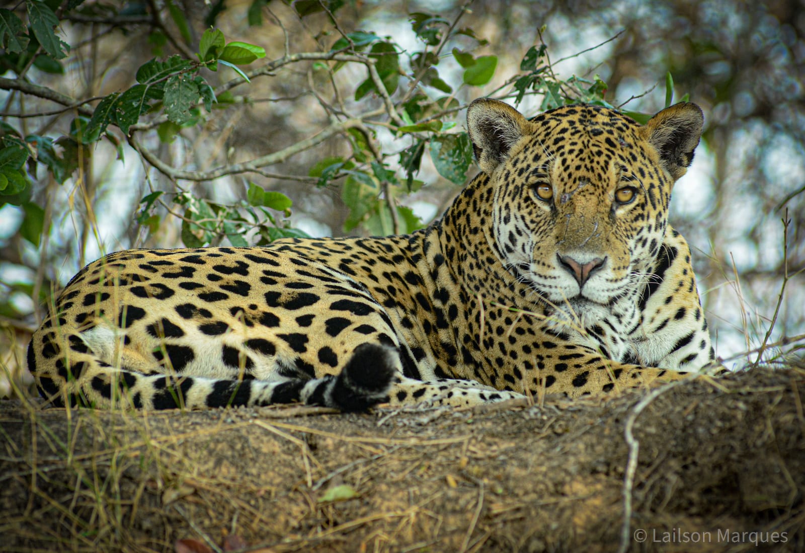 A day of river safari in Porto Jofre, on the Cuiabá River, in the Northern Pantanal.