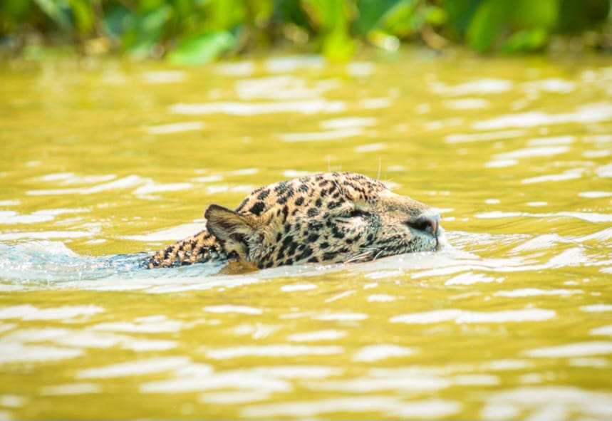 Jaguar observation in Porto Jofre, in the Pantanal region of Mato Grosso.