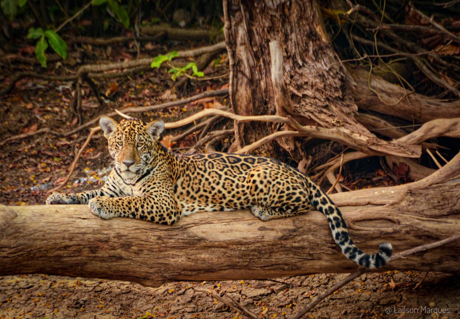 Jaguar watching tour itinerary in Porto Jofre, on the Cuiabá River.