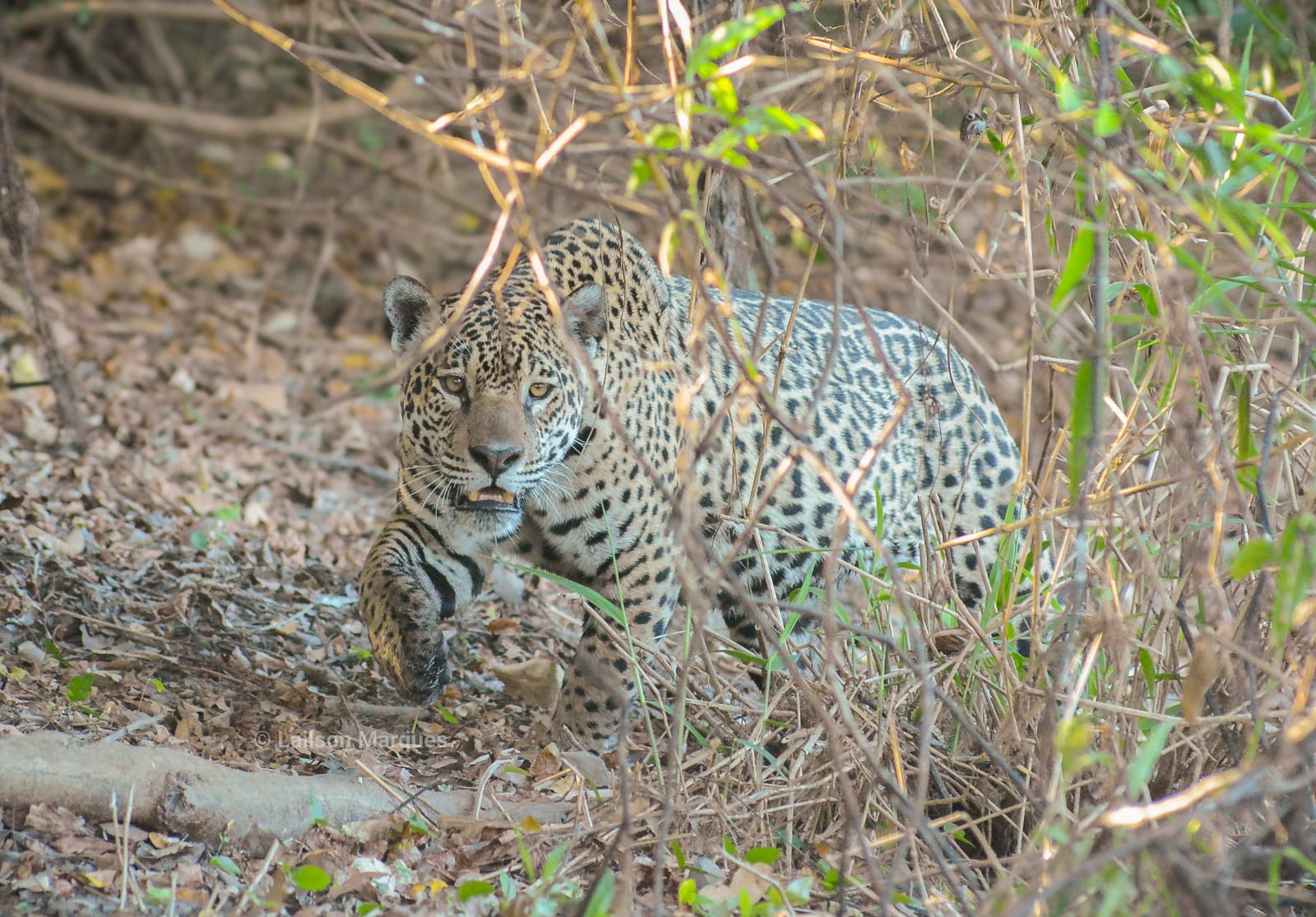 Wildlife seen from a boat in Poconé, in the Pantanal region of Mato Grosso.