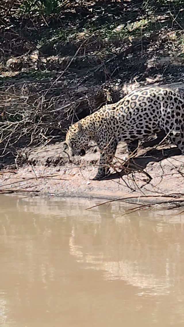 A day of river safari in Poconé, in the Northern Pantanal.