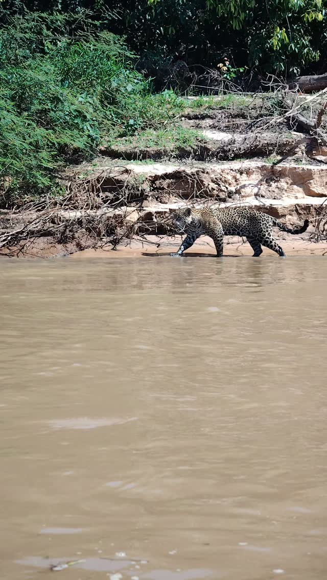 Jaguar observation in Porto Jofre, in the Northern Pantanal.