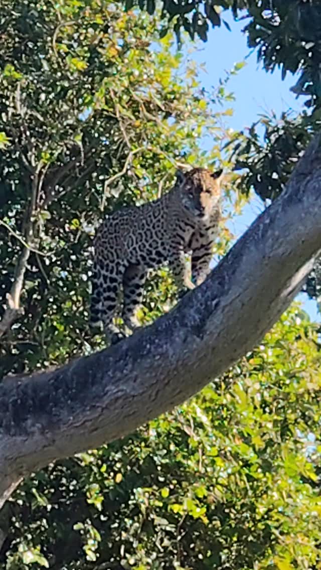 Preserved nature and wildlife in Poconé, in the Pantanal region of Mato Grosso.