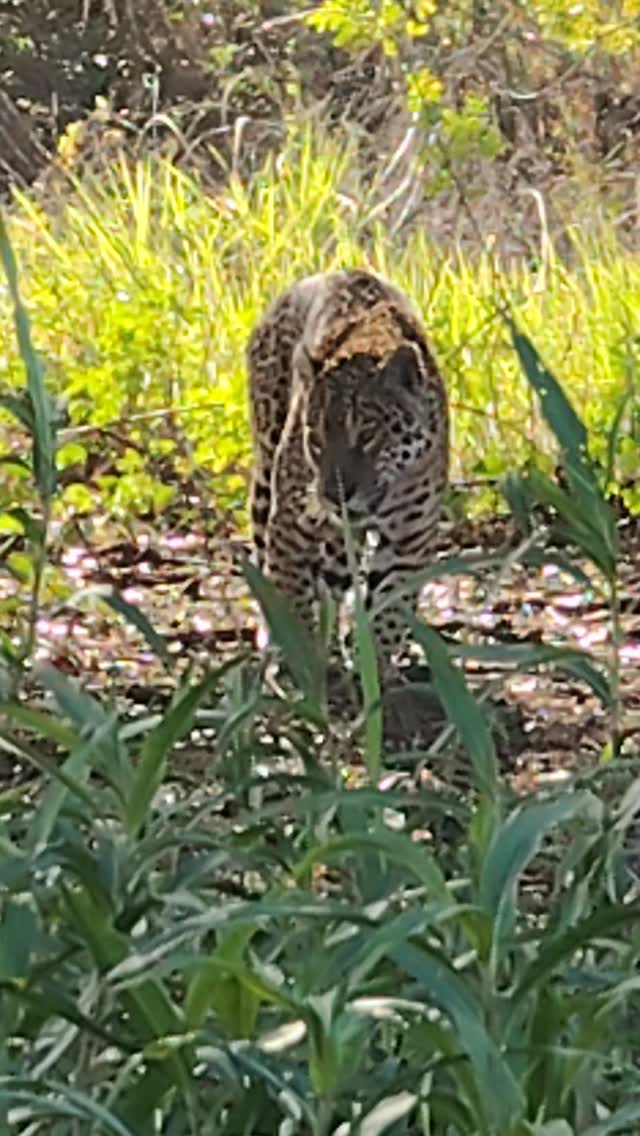 Jaguar watching tour itinerary in Porto Jofre, at the end of the Transpantaneira highway, in the Northern Pantanal.
