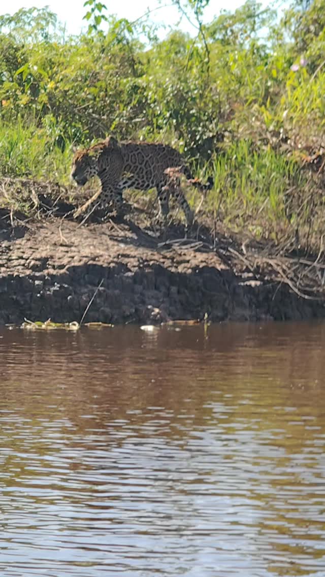 Jaguar observation expedition in Porto Jofre, at the end of the Transpantaneira highway, in the Pantanal region of Mato Grosso.