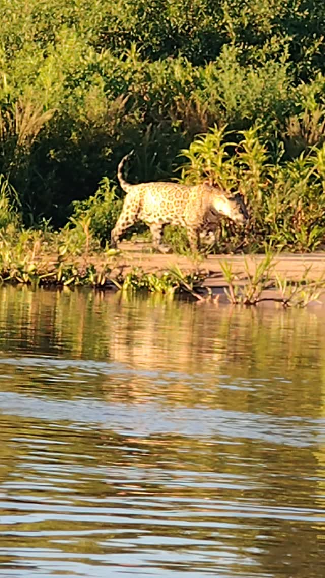 Boat safari in search of jaguars in Porto Jofre, on the Cuiabá River, in the Pantanal region of Mato Grosso.