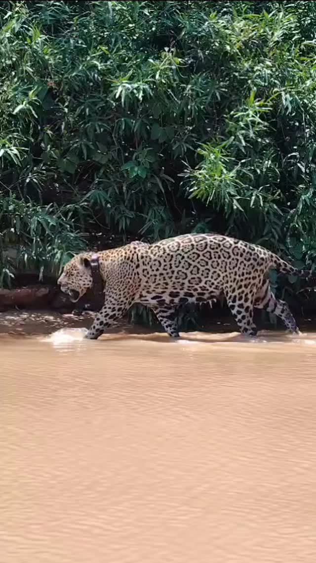 Jaguar sighting in Porto Jofre
