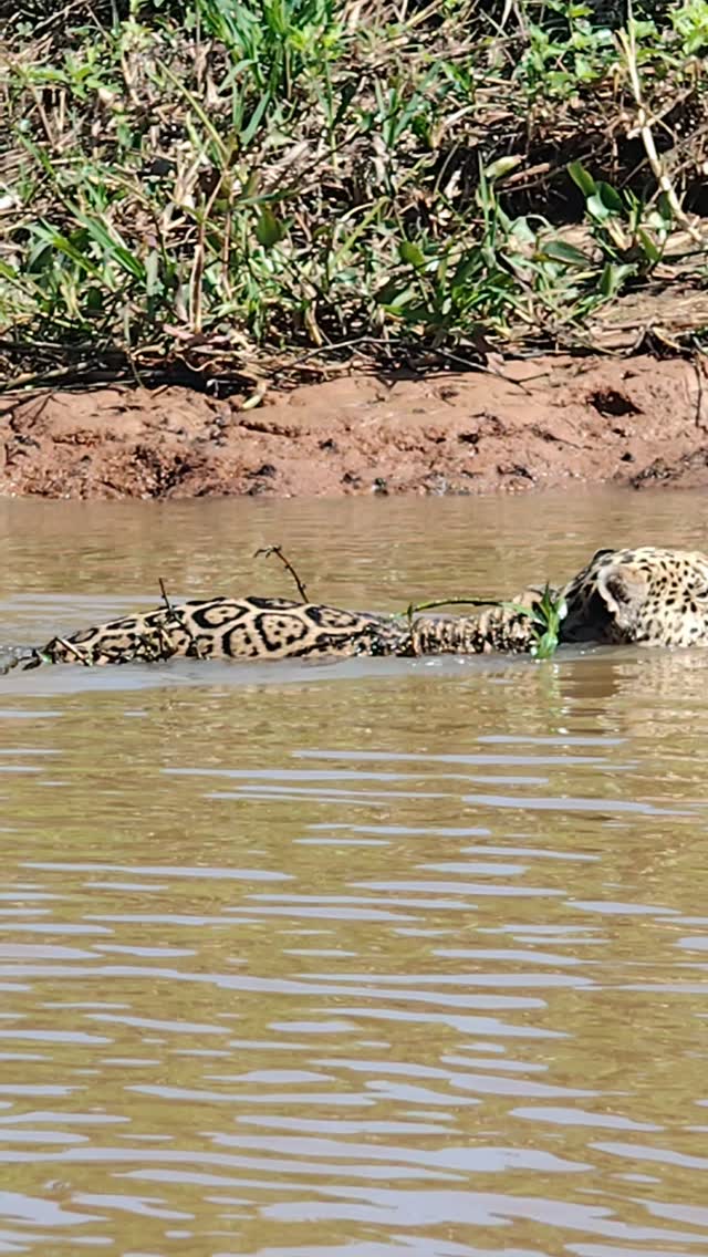 A day of river safari in Porto Jofre, on the Cuiabá River.