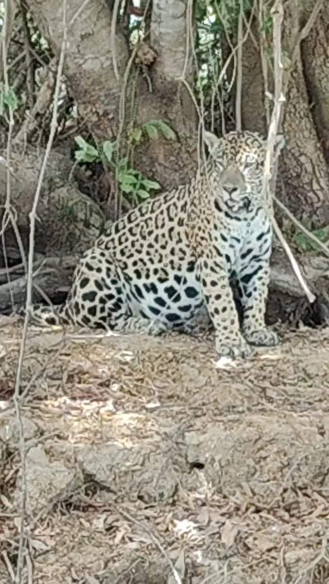 Boat-lodging and jaguar watching tours in Porto Jofre, in the Pantanal region of Mato Grosso.
