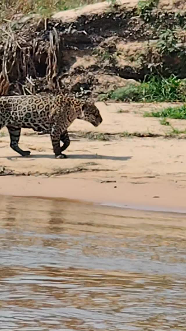 Jaguar watching itinerary in Poconé, in the Pantanal region of Mato Grosso.