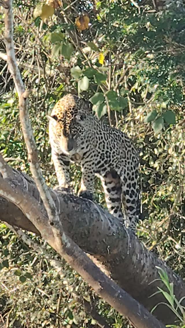 Jaguar observation expedition in Poconé, in the Northern Pantanal.