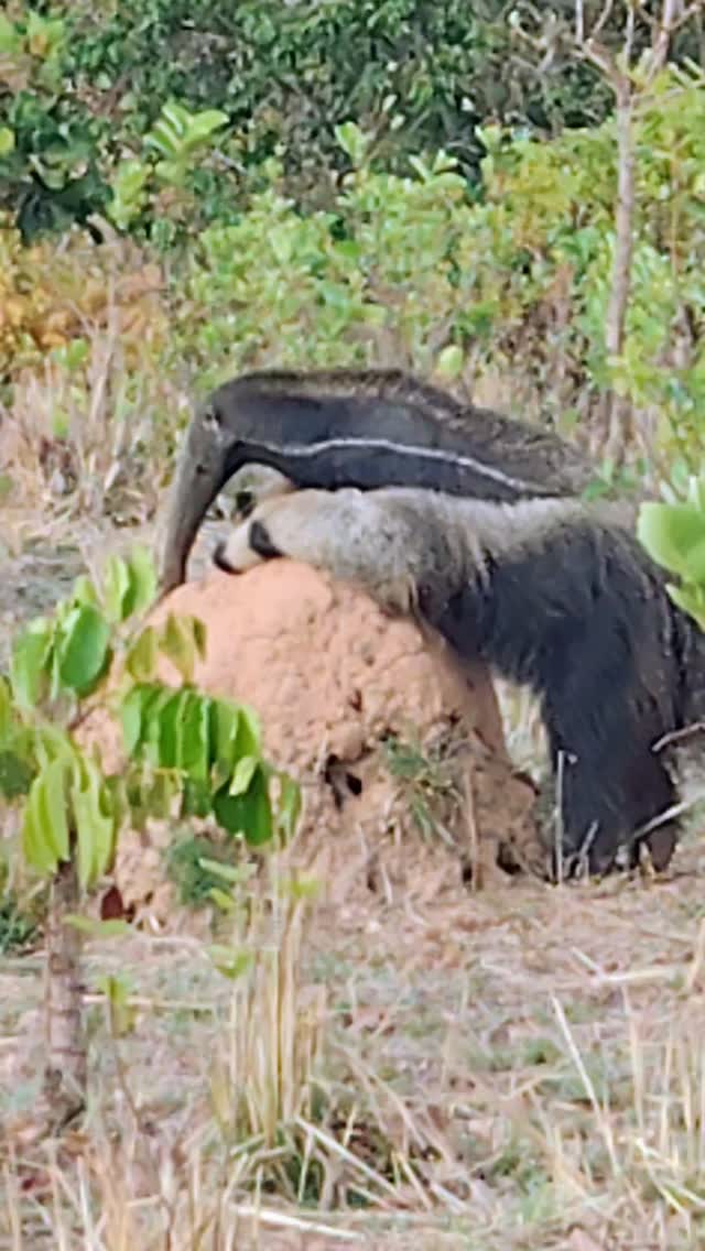 Jaguar watching in Porto Jofre, at the end of the Transpantaneira highway, in the Pantanal region of Mato Grosso.